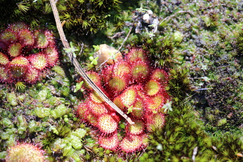 Drosera lowriei