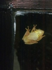 Hyperolius tuberilinguis