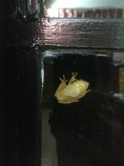 Hyperolius tuberilinguis