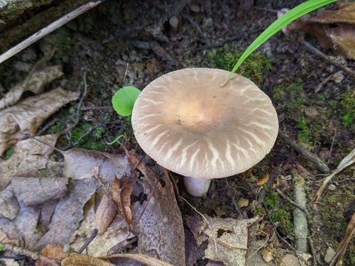 Russula crustosa Peck, 1887