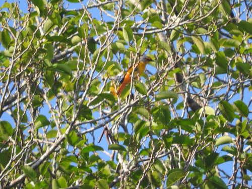 Pericrocotus igneus