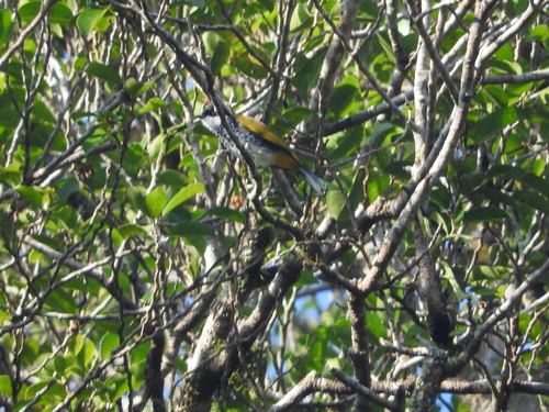 Rubigula squamata
