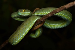 Kramer's Pit Viper photo 1