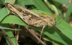 Oedaleus nigeriensis