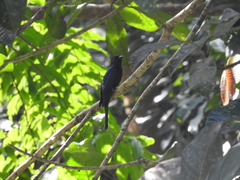 Surniculus lugubris
