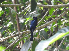 Surniculus lugubris