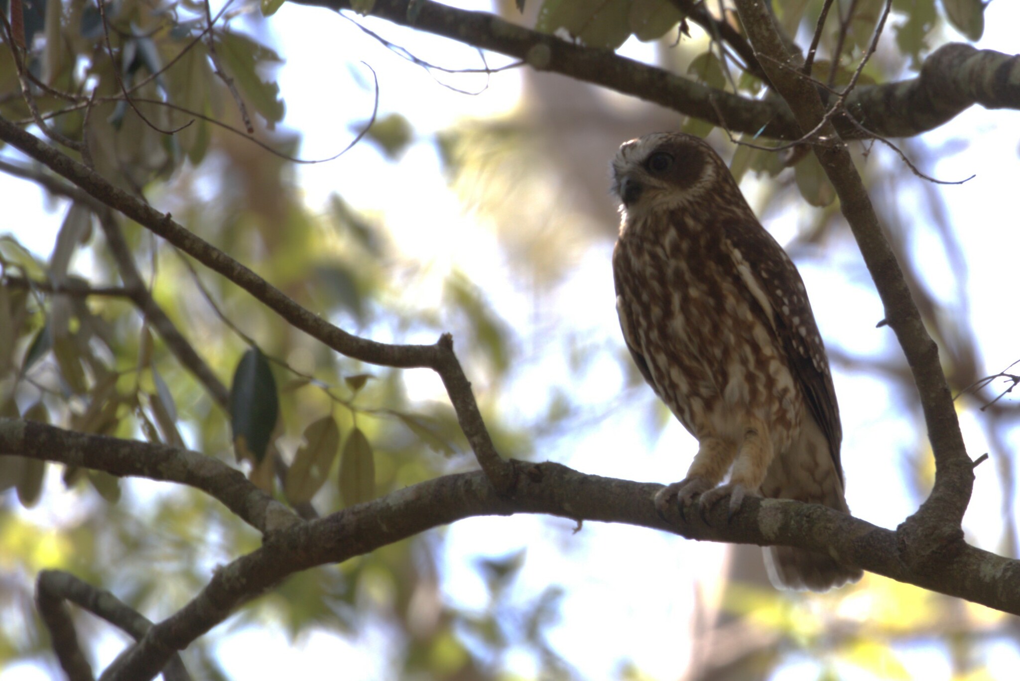 Australian Boobook (Ninox boobook)