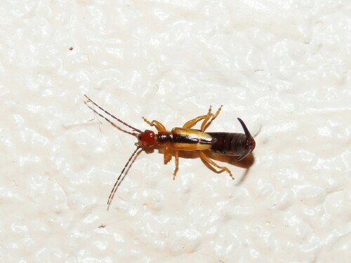 Lined Earwig photo 3
