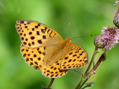 Argynnis laodice