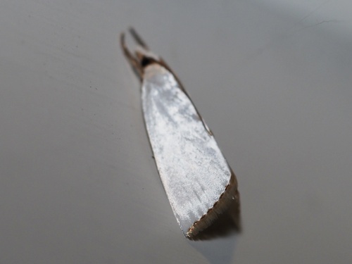 Snowy Urola Moth photo 4