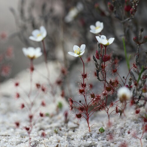 Drosera salina