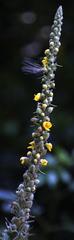 Verbascum giganteum