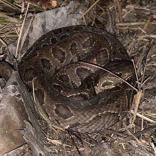 Northern Cottonmouth photographed in Washington