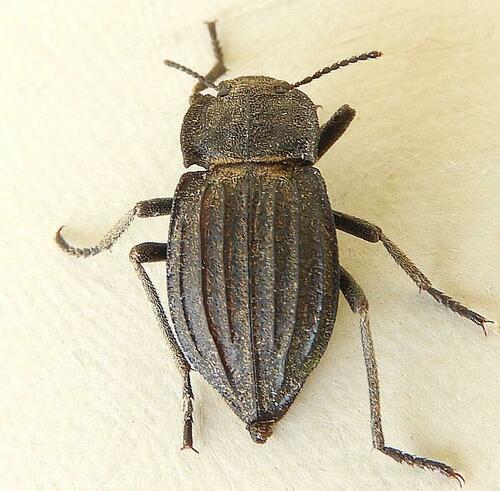 Pelecyphorus liratus