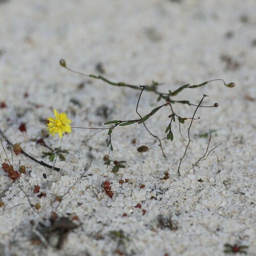 Image of Siemssenia capillaris by (c) Hugo Innes, some rights reserved (CC BY)