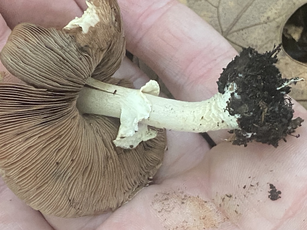 Agaricus Friesianus From Indiana Dunes National Park Dune Acres In