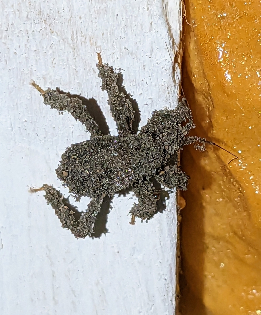 Masked hunter (Reduvius personatus)