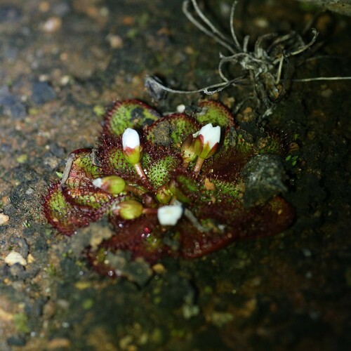 Drosera lowriei