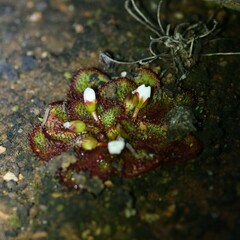 Drosera lowriei