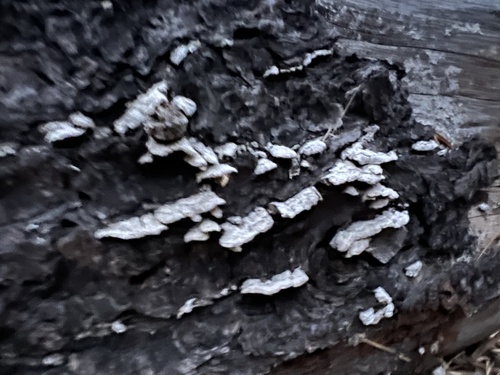 iNaturalist observation photo of Fungi Including Lichens