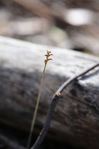 Image of Genoplesium nigricans by (c) Hugo Innes, some rights reserved (CC BY)