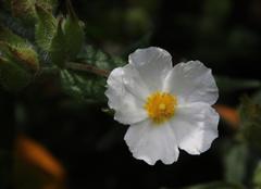 Cistus psilosepalus