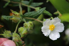 Cistus psilosepalus