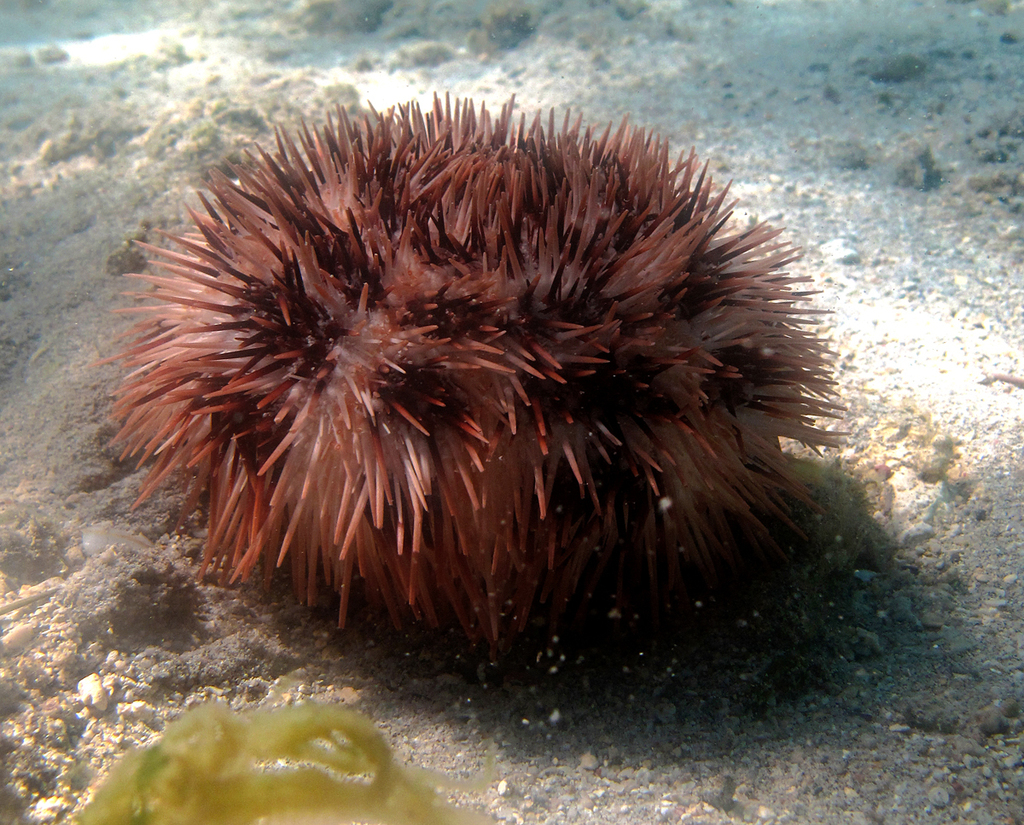 Stained Collector Urchin
