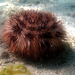 斑點粗刺海膽 - Photo (c) Philippe Bourjon，保留部份權利CC BY-SA