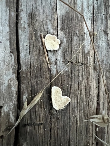 iNaturalist observation photo of Ochre Spreading Tooth