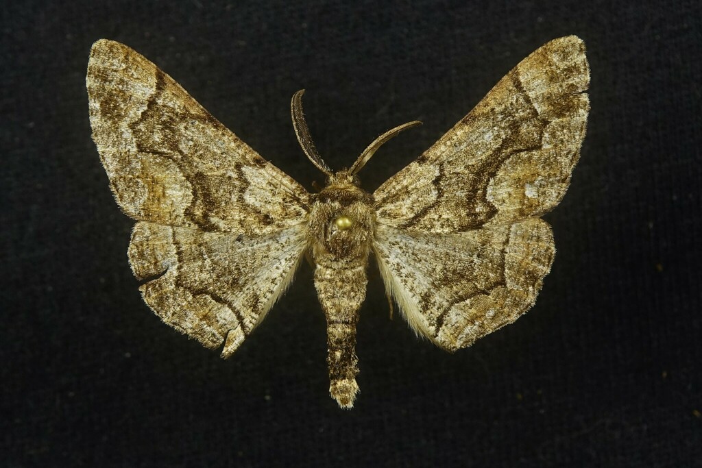 Phaeoura utahensis