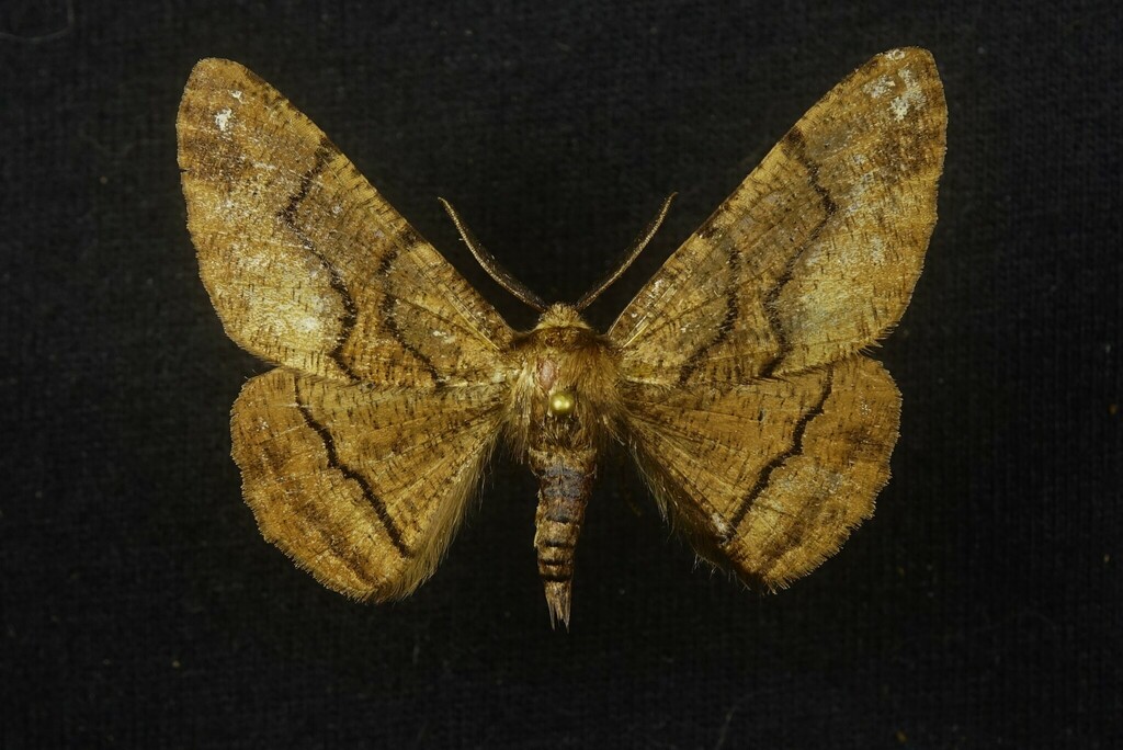 Phaeoura kirkwoodi