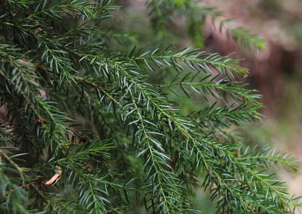 Acacia verticillata, Parque Floresteal da Serra da Boa Viagem