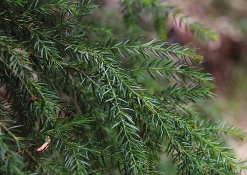 Acacia verticillata