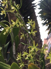 Encyclia chloroleuca