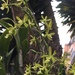 Encyclia chloroleuca - Photo (c) trincon, some rights reserved (CC BY-NC)