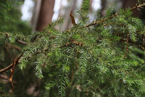 Acacia verticillata