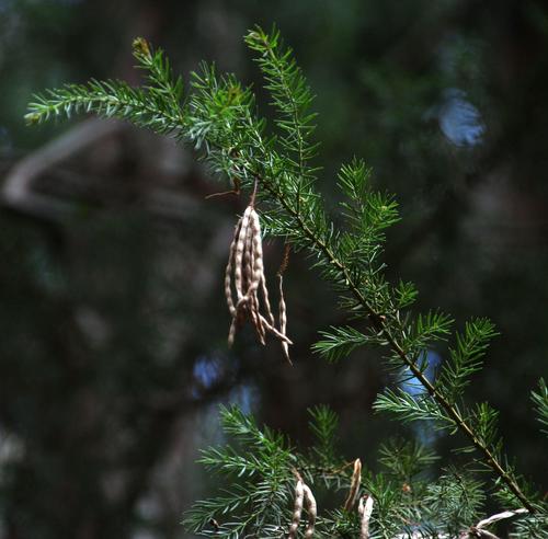 Acacia verticillata