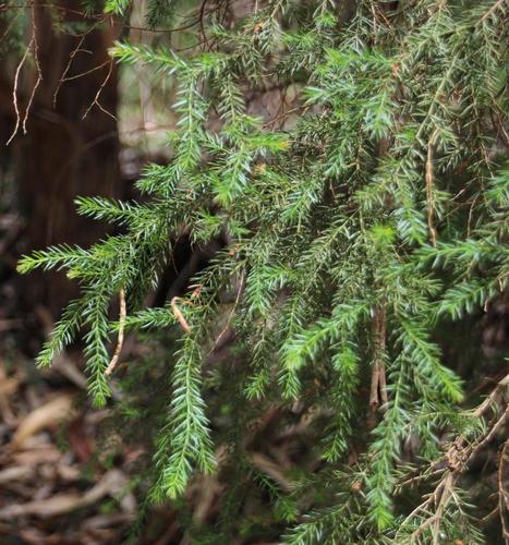 Acacia verticillata