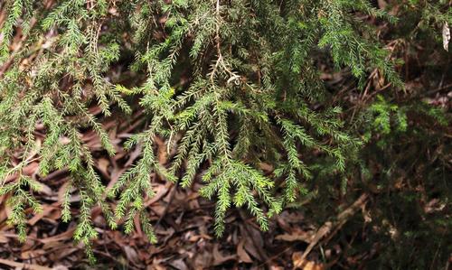 Acacia verticillata