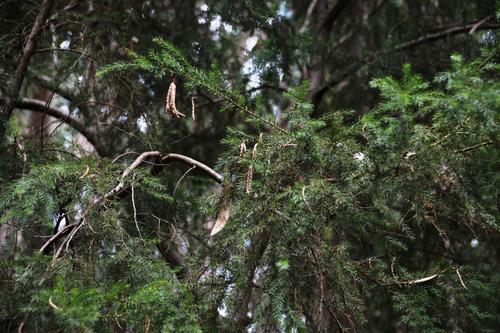 Acacia verticillata