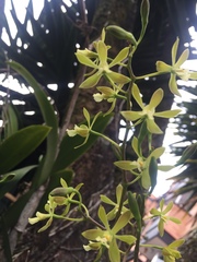 Encyclia chloroleuca