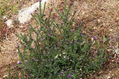 Echium tuberculatum