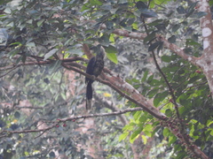 Berenicornis comatus