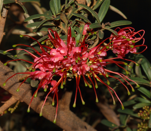 Obtuse Leaved Grevillea (Grevillea obtusifolia)