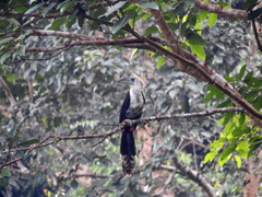 Berenicornis comatus