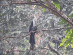 Berenicornis comatus