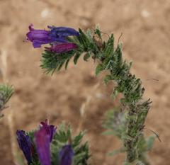 Echium tuberculatum
