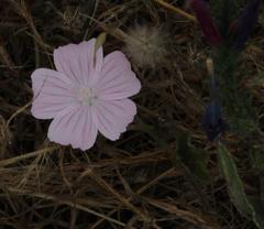 Malva hispanica