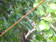 Eurylaimus ochromalus